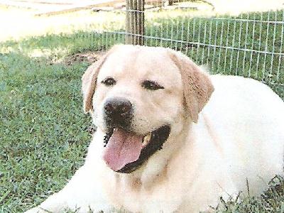 Buddy