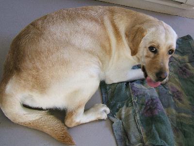 Dixie