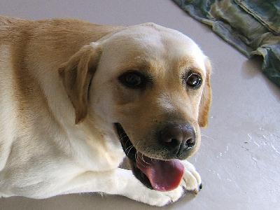 Dixie