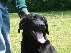 Nigel