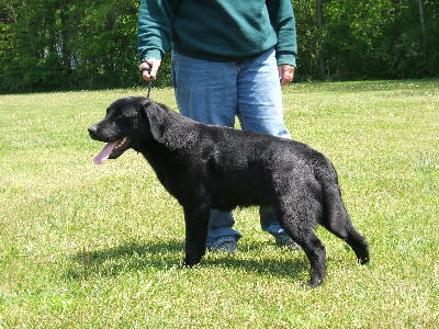 Nigel